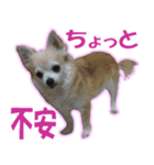 チワワ写真❤ワンコの心にほっこり笑❤大きめ（個別スタンプ：35）