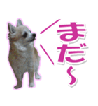 チワワ写真❤ワンコの心にほっこり笑❤大きめ（個別スタンプ：36）