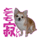 チワワ写真❤ワンコの心にほっこり笑❤大きめ（個別スタンプ：37）