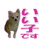 チワワ写真❤ワンコの心にほっこり笑❤大きめ（個別スタンプ：38）