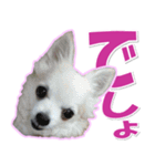 チワワ写真❤ワンコの心にほっこり笑❤大きめ（個別スタンプ：39）