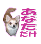 チワワ写真❤ワンコの心にほっこり笑❤大きめ（個別スタンプ：40）