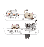 【ひろかず】猫だらけの吹き出し（個別スタンプ：17）