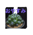 ハオルチア多肉植物（個別スタンプ：8）