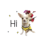 Dog Chihuahua（個別スタンプ：1）