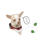 Dog Chihuahua（個別スタンプ：6）