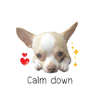 Dog Chihuahua（個別スタンプ：10）