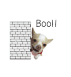 Dog Chihuahua（個別スタンプ：19）