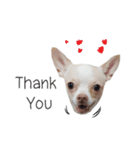 Dog Chihuahua（個別スタンプ：33）