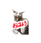 あおい・かわいい（個別スタンプ：7）