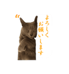 あおい・かわいい（個別スタンプ：13）