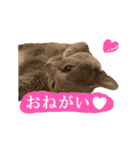 あおい・かわいい（個別スタンプ：15）