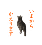 あおい・かわいい（個別スタンプ：29）
