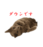 あおい・かわいい（個別スタンプ：32）