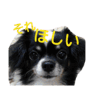 ファミリー★スタンプ（個別スタンプ：27）