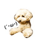 トイプードル犬のティムちゃん（個別スタンプ：1）