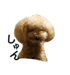 トイプードル犬のティムちゃん（個別スタンプ：3）
