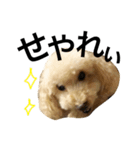 トイプードル犬のティムちゃん（個別スタンプ：7）