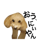 トイプードル犬のティムちゃん（個別スタンプ：12）