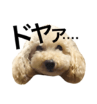 トイプードル犬のティムちゃん（個別スタンプ：13）