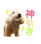 トイプードル犬のティムちゃん（個別スタンプ：15）