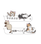 【やすまさ】猫だらけの吹き出し（個別スタンプ：16）