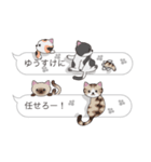 【ゆうすけ】猫だらけの吹き出し（個別スタンプ：14）