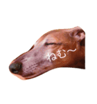 Love Love Dobby（個別スタンプ：1）