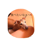 Love Love Dobby（個別スタンプ：2）
