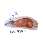 Love Love Dobby（個別スタンプ：3）