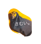 Love Love Dobby（個別スタンプ：5）