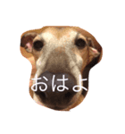 Love Love Dobby（個別スタンプ：8）
