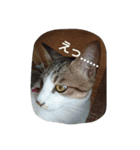 Hoshikunaru neko stamp（個別スタンプ：1）
