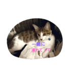 Hoshikunaru neko stamp（個別スタンプ：2）