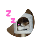 Hoshikunaru neko stamp（個別スタンプ：3）