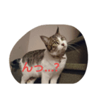 Hoshikunaru neko stamp（個別スタンプ：4）