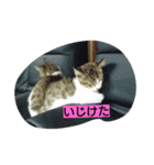 Hoshikunaru neko stamp（個別スタンプ：5）