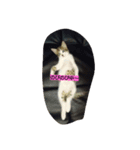 Hoshikunaru neko stamp（個別スタンプ：7）