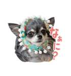 ちぃこスタンプ（個別スタンプ：1）