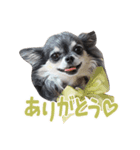 ちぃこスタンプ（個別スタンプ：2）