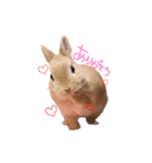 うさぎのエル（個別スタンプ：3）