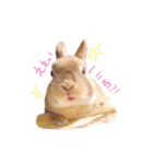 うさぎのエル（個別スタンプ：5）