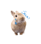 うさぎのエル（個別スタンプ：7）