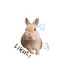 うさぎのエル（個別スタンプ：9）