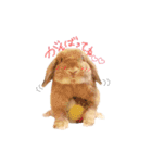 うさぎのエル（個別スタンプ：12）