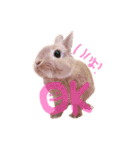 うさぎのエル（個別スタンプ：14）