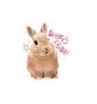 うさぎのエル（個別スタンプ：17）