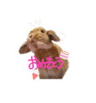 うさぎのエル（個別スタンプ：19）