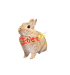 うさぎのエル（個別スタンプ：21）