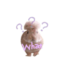 うさぎのエル（個別スタンプ：22）